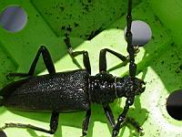 Grand capricorne du chene, Cerambyx cerdo (fam Cerambycides) (Photo F. Mrugala) (09)